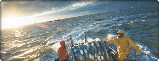 布里斯托尔湾鲑鱼捕捞