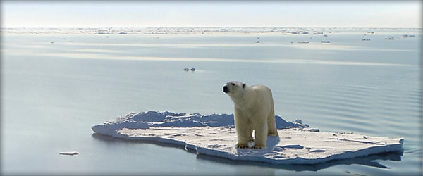 北极熊全球变暖