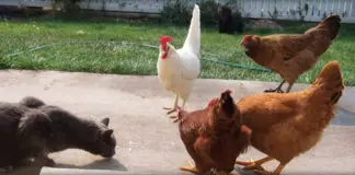 后院的鸡