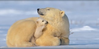 北极熊保暖