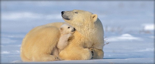 北极熊保暖