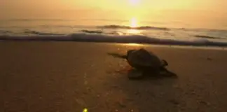 乌龟不可思议的旅程