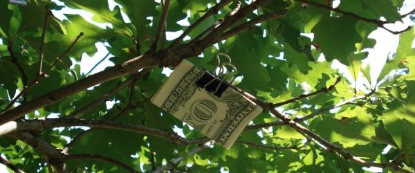 树上的绿钱