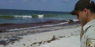 墨西哥湾“深水地平线”泄漏的石油浮在海滩上