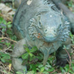 濒临灭绝的蓝色鬣蜥