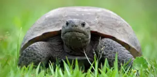 佛罗里达地鼠陆龟