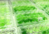 藻类生物燃料