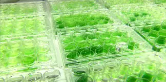 藻类生物燃料