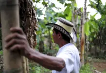 公平贸易咖啡农