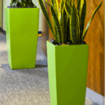 彩色容器中的室内植物