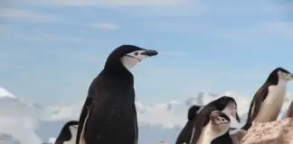 Chinstrap企鹅