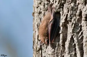 小棕色蝙蝠在树上