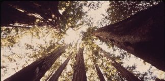 大盆红杉国家公园,加利福尼亚州
