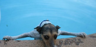 狗在游泳池