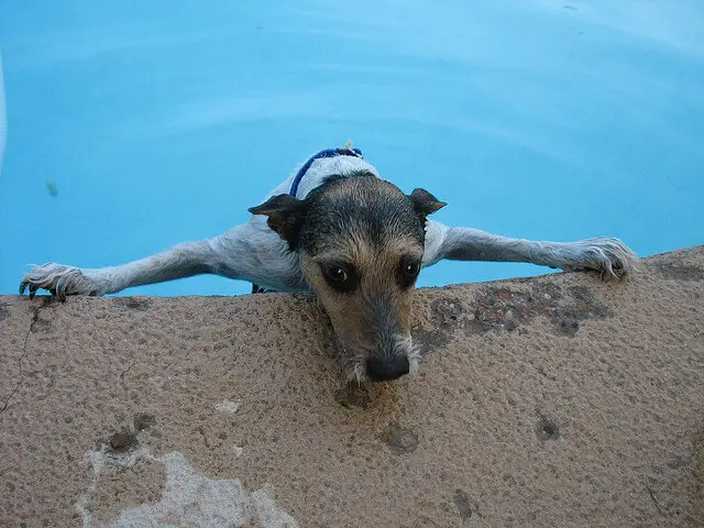 狗在游泳池