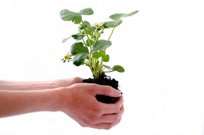 种植蔬菜时改善土壤