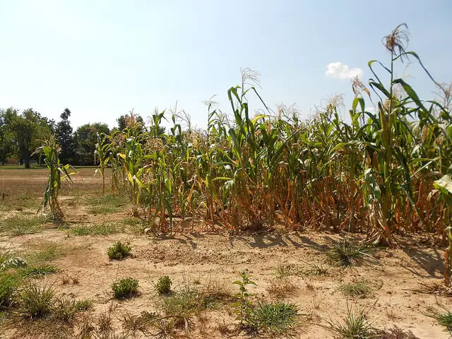 玉米干旱