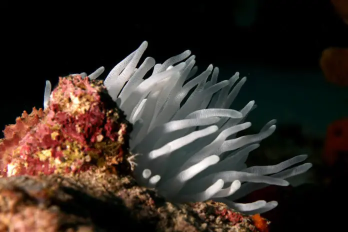 加勒比海珊瑚礁