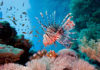 加勒比海的珊瑚礁