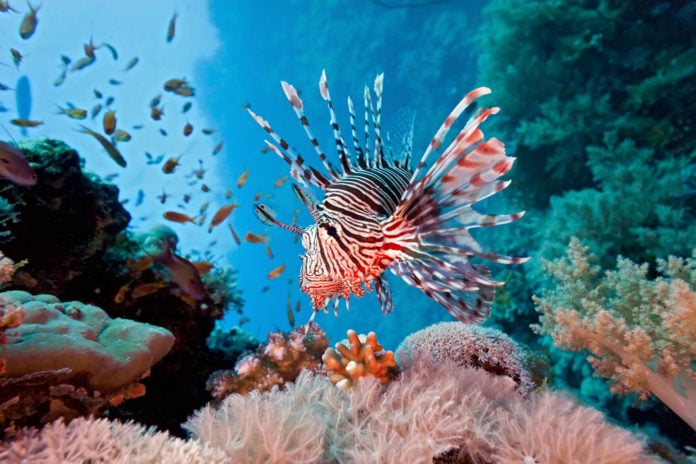 加勒比海珊瑚礁