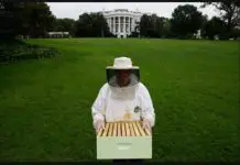 白宫的蜜蜂