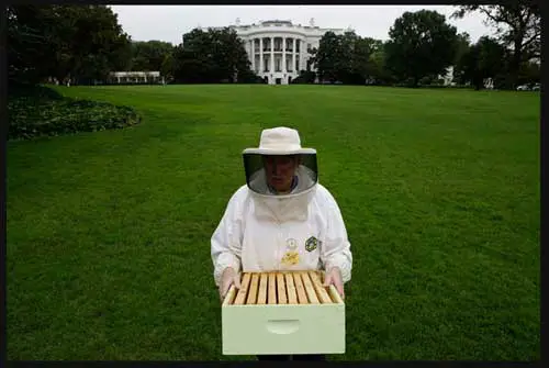 白宫蜜蜂