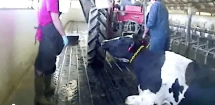 奶牛场虐待动物