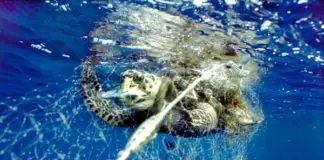 海龟被刺网捕获
