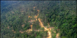 印度尼西亚雨林