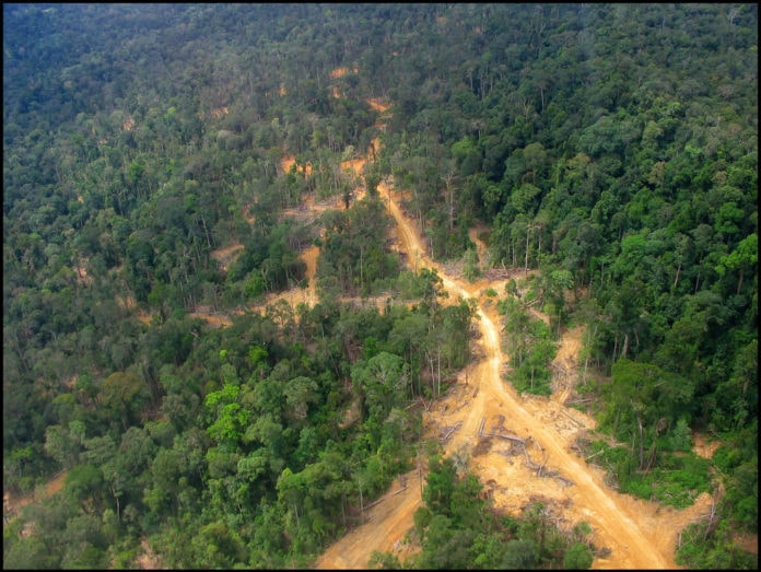 印尼热带雨林