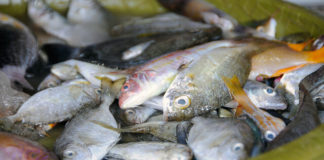 鱼类中的汞含量
