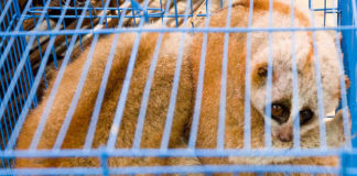 懒猴——非法野生动物贸易