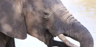 非洲大象，Loxodonta Africana-在Mapungubwe近距离和个人