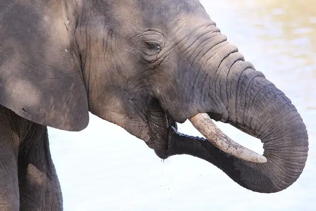 非洲象,学名Loxodonta africana——Mapungubwe近距离和个人