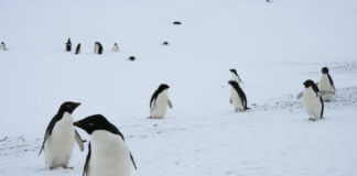 南极洲的企鹅