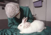 兔动物试验