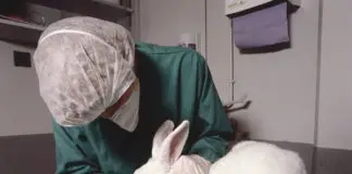 兔子动物试验