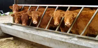 虐待奶牛和动物