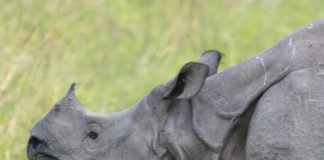 一个角犀牛