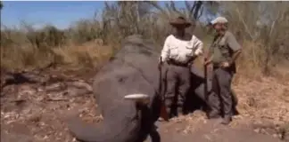 大象狩猎显示