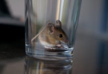 杯子里的鼠标