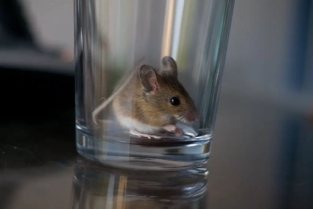 鼠标在杯