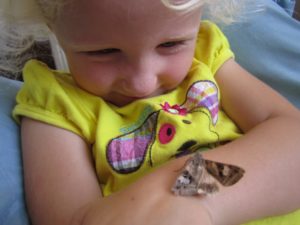 这只受伤的飞蛾，孩子们叫它恐龙，和我们一起生活了6个月。她喜欢坐在我女儿的胳膊上看窗外，当我们试图把她放回去时，她拒绝回到她的领地。