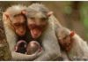 猴子家庭