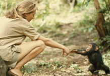 珍·古道尔与婴儿黑猩猩