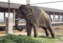 Sunder印度大象滥用