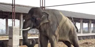 印度大象虐待事件