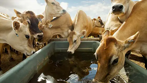 牛喝水