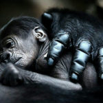 大猩猩母亲拥抱婴儿。