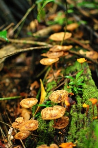 森林中生长的真菌
